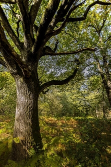 04-11-jeu de branches-pf.jpg