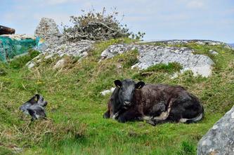 07 08 irlande_2016-pf_022DSC_0684.JPG