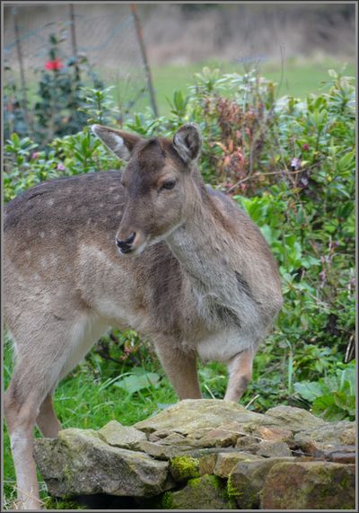 2015 03 01-photo du jour-polani-bambi 2015_0005.JPG