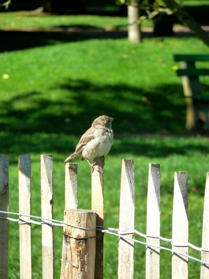 2015 03 31 Annecy moineau dans le parc.JPG