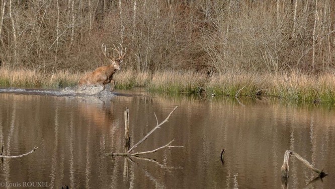 2015 04 05 jour de chasse.jpg