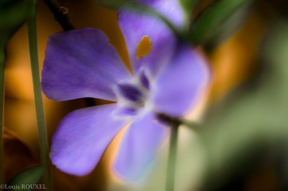 2015 04 07 violette.jpg