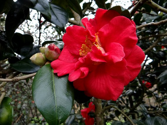 2015 05 06 photo du jour nicole Camélia rouge.JPG