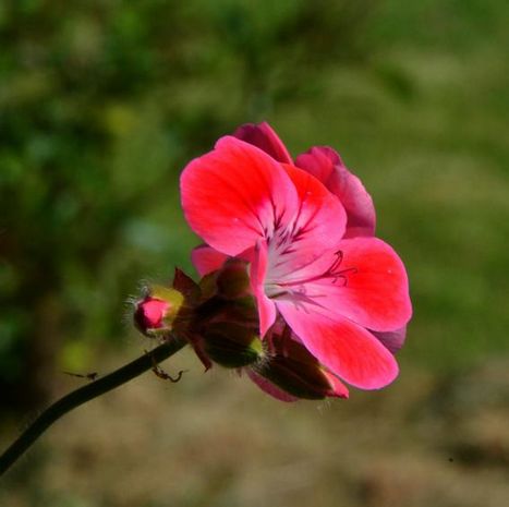 2015 05 26 photo du jour couleurs de printemps ab_0081.JPG