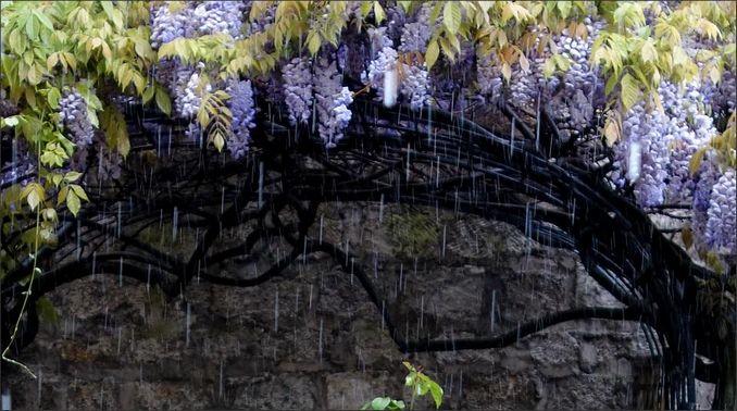 2015 05 27 photo du jour annick Pluie bleue.jpg