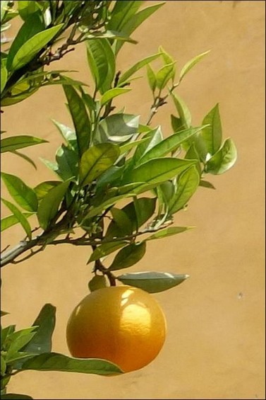 2015 07 02 photo du jour annick fruits de la côte d`azur 500x750.jpg