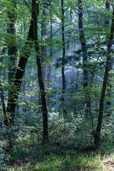 2015 07 11 photo du jour louis la forêt bleue.jpg