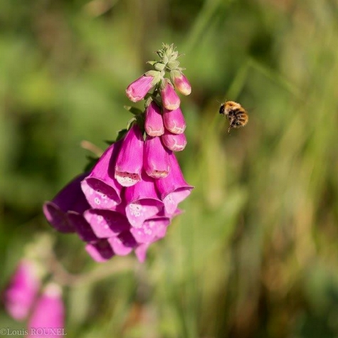 2015 07 12 photo du jour louis le vol du bourdon.jpg