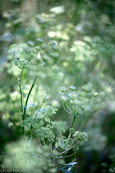 2015 07 13 photo du jour louis ombellifères.jpg