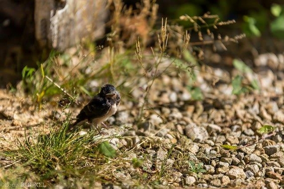 2015 07 15 photo du jour louis tombée du nid.jpg