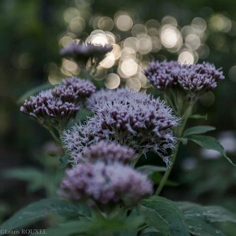 2015 09 20 photo du jour louis Bouquet.jpg