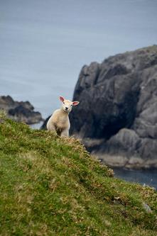 21 07 abc-Agneau Dursey island_2016_170DSC_0144.JPG