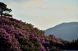 22 08 irlande_2016-pf_067DSC_0835.JPG